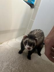 Lost Male Ferret last seen McLean Hamlet Neihborhood, McLean, VA 22102