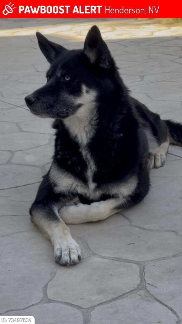 Lost Female Dog last seen Horizon ridge snd Stephanie, Henderson, NV 89012