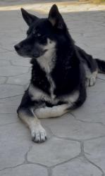 Lost Female Dog last seen Horizon ridge snd Stephanie, Henderson, NV 89012