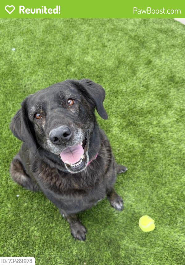 Reunited Female Dog last seen Highly Guadalupe, Gilbert, AZ 85234
