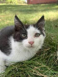 Lost Female Cat last seen Valley Road and Pagenkopf, Independence, MN 55359