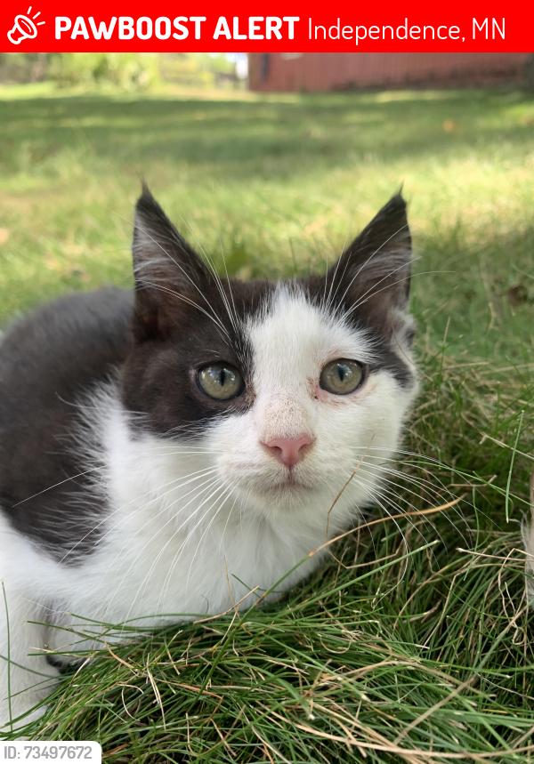 Lost Female Cat last seen Valley Road and Pagenkopf, Independence, MN 55359
