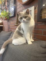 Reunited Male Cat last seen Near maren lane buford gerogia 30518, Buford, GA 30518