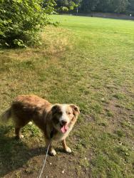 Lost Male Dog last seen Belvedere Dr, North Vancouver, North Vancouver, BC V7R 3A5