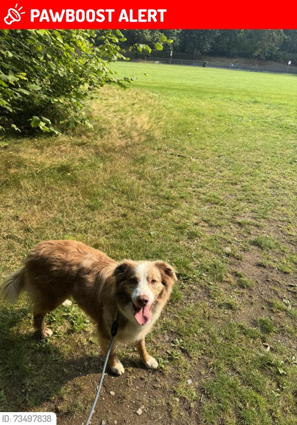 Lost Male Dog last seen Belvedere Dr, North Vancouver, North Vancouver, BC V7R 3A5