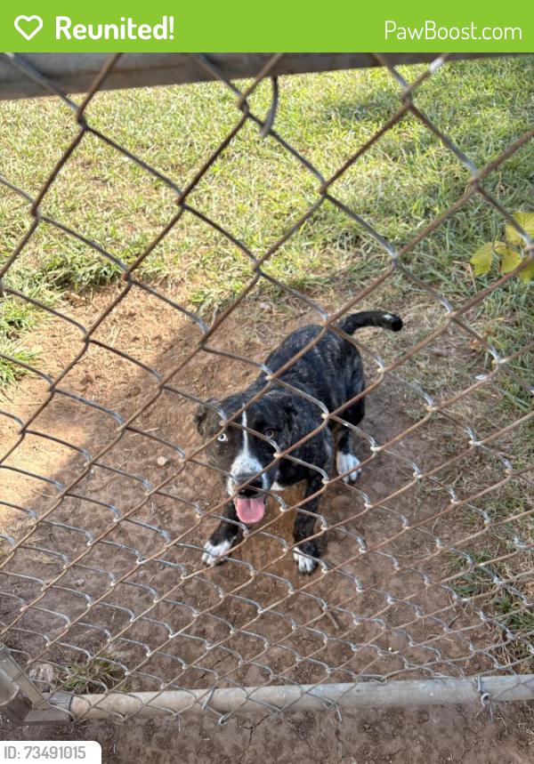 Reunited Female Dog last seen Near Sandra Dr. Mwc,Ok 73110, Midwest City, OK 73110