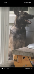 Reunited Male Dog last seen Near se 28 th ave, Ocala, FL 34471