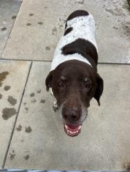 Found/Stray Unknown Dog last seen Edwards and Varsity, Huntington Beach, CA 92647