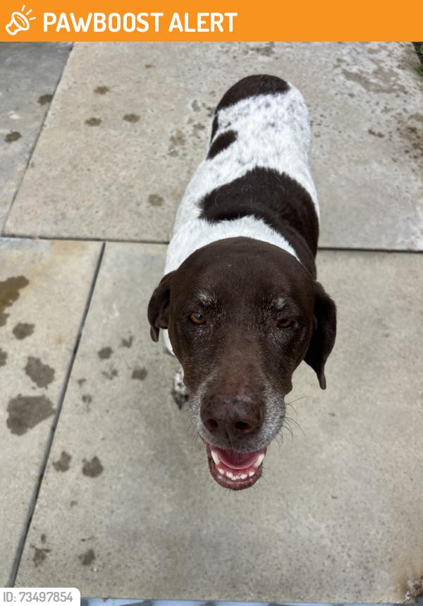 Found/Stray Unknown Dog last seen Edwards and Varsity, Huntington Beach, CA 92647