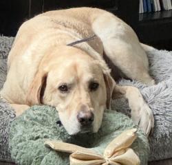 Reunited Male Dog last seen Beckleysville Road and Middletown Road, Baltimore County, MD 21053