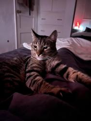 Found/Stray Unknown Cat last seen Lexington Ave between Gardner and Curson, West Hollywood, CA 90046