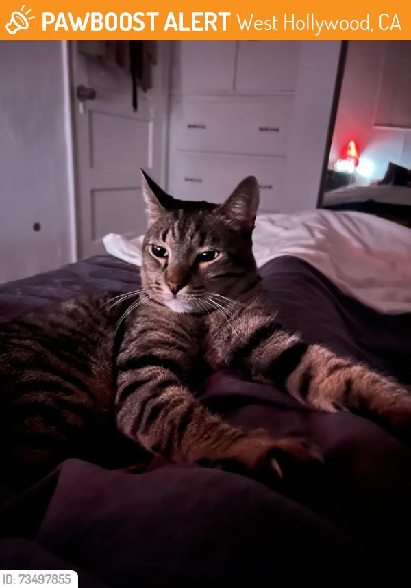 Found/Stray Unknown Cat last seen Lexington Ave between Gardner and Curson, West Hollywood, CA 90046