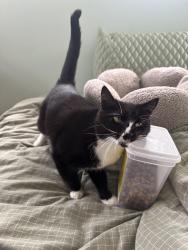 Reunited Female Cat last seen New Hampshire Ave and Quincy St NW, Washington, DC 20010