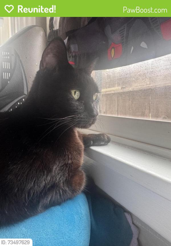 Reunited Female Cat last seen Dollar General, Modesto, CA 95350