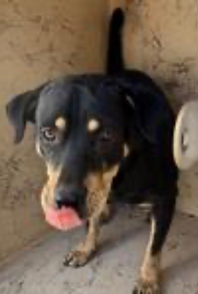 Shelter Stray Female Dog last seen Midwest City, 8485 E Reno Ave, Midwest City, OK 73110, USA
