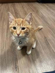Found/Stray Male Cat last seen Arthur Place neighborhood, Delaware, OH 43015