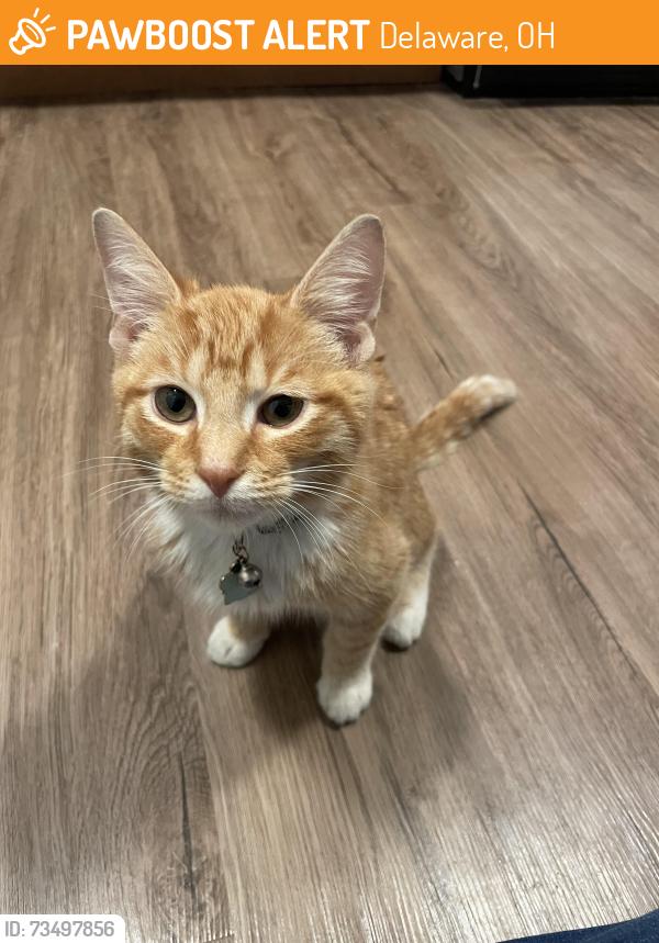 Found/Stray Male Cat last seen Arthur Place neighborhood, Delaware, OH 43015