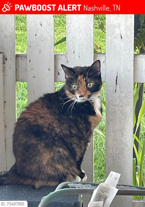 Lost Female Cat last seen Westward Winds and Willow Creek, Nashville, TN 37221