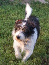 Lost Male Dog last seen Bristol, Wisconsin, Bristol, WI 53104
