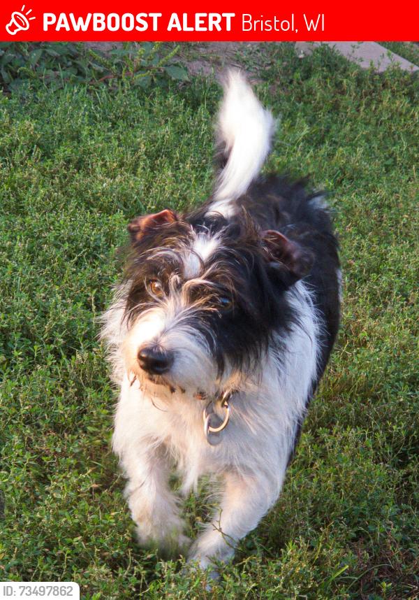 Lost Male Dog last seen Bristol, Wisconsin, Bristol, WI 53104