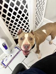 Found/Stray Female Dog last seen Nickajack Rd & Shannon Green Cir, Mableton, GA 30126