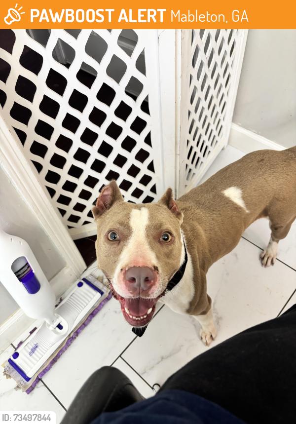 Found/Stray Female Dog last seen Nickajack Rd & Shannon Green Cir, Mableton, GA 30126