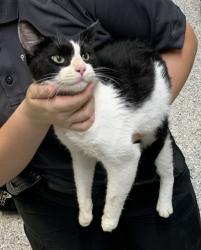 Found/Stray Unknown Cat last seen Port Saint Lucie, Port St. Lucie, FL 34986