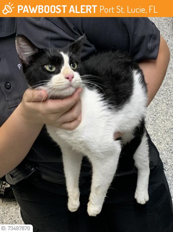 Found/Stray Unknown Cat last seen Port Saint Lucie, Port St. Lucie, FL 34986