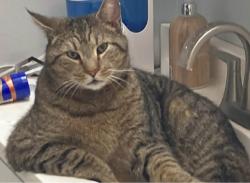 Lost Male Cat last seen Skyline Drive/Highland Creek/Timberglade, Charlotte, NC 28269