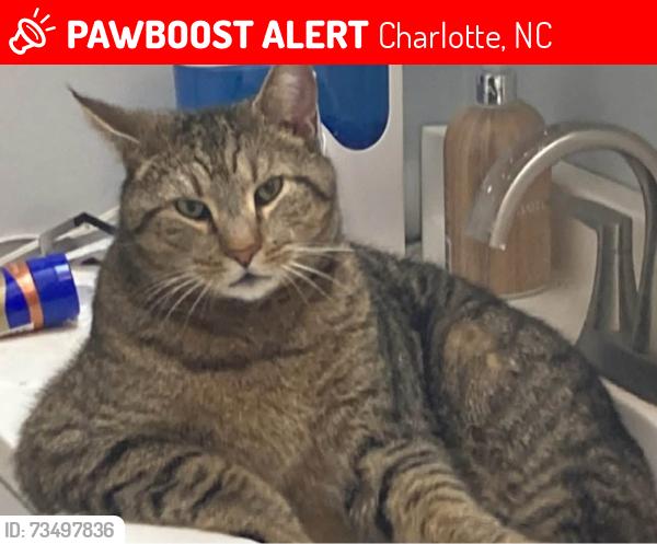 Lost Male Cat last seen Skyline Drive/Highland Creek/Timberglade, Charlotte, NC 28269