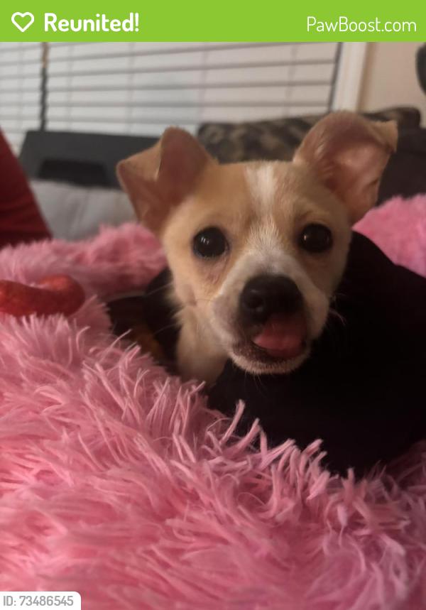 Reunited Female Dog last seen Wright Drive off of Buena Vista Road, Columbus, GA 31907