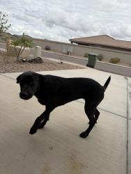 Found/Stray Female Dog last seen Peart and McCartney, Casa Grande, AZ 85122