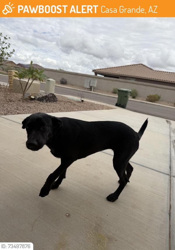 Found/Stray Female Dog last seen Peart and McCartney, Casa Grande, AZ 85122