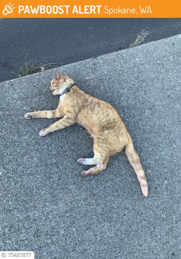 Found/Stray Unknown Cat last seen On Manroe just north of Garland, Spokane, WA 99205