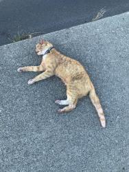 Found/Stray Unknown Cat last seen On Manroe just north of Garland, Spokane, WA 99205