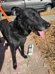 Found/Stray Male Dog last seen Broadmoor Blvd, San Leandro CA, San Leandro, CA 94577