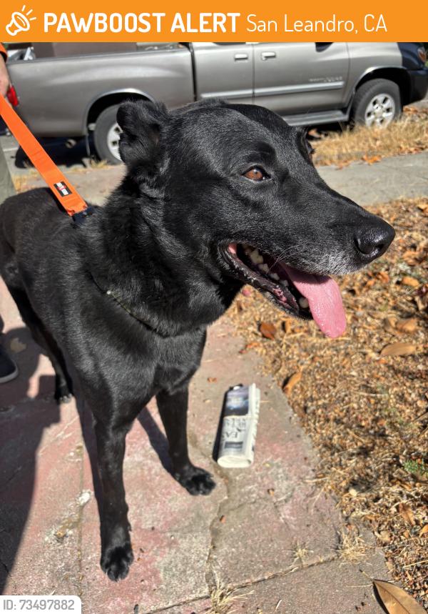 Found/Stray Male Dog last seen Broadmoor Blvd, San Leandro CA, San Leandro, CA 94577