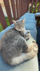 Lost Female Cat last seen Oak Canyon Jr High, Orem, UT 84097