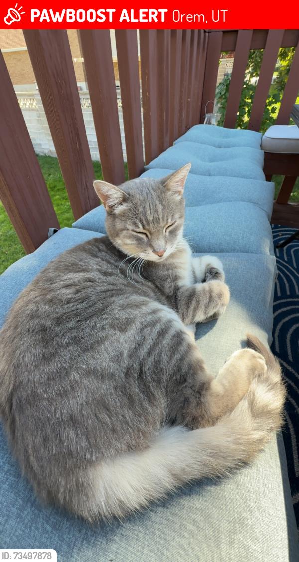 Lost Female Cat last seen Oak Canyon Jr High, Orem, UT 84097