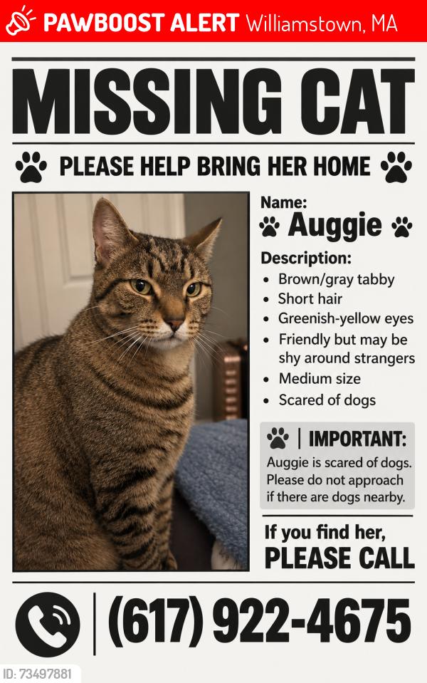 Lost Female Cat last seen Stratton Road and Candlewoos, Williamstown, MA 01267