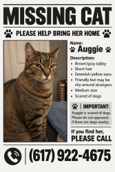 Lost Female Cat last seen Stratton Road and Candlewoos, Williamstown, MA 01267