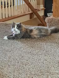 Reunited Female Cat last seen Neiman rd / 163 st, Overland Park, KS 66221