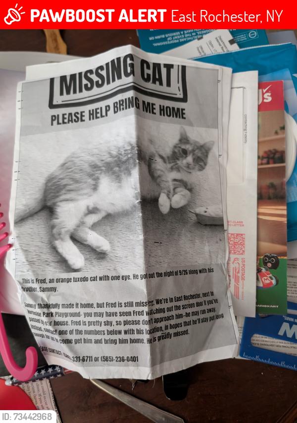 Lost Male Cat last seen Pine st, East Rochester, NY 14445