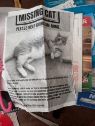 Lost Male Cat last seen Pine st, East Rochester, NY 14445