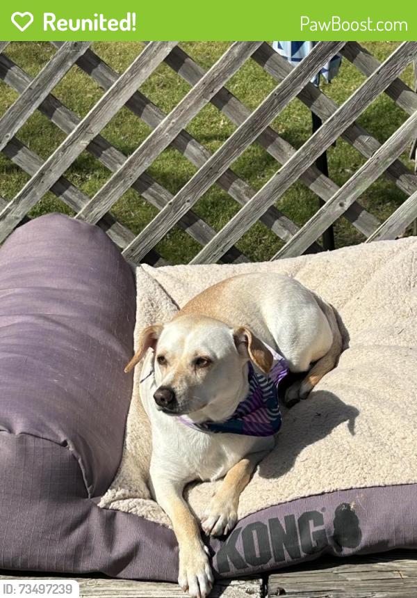 Reunited Male Dog last seen Brandywine Dr., and Montvale Dr., Farmers Branch, TX 75234