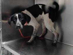 Shelter Stray Male Dog last seen Near BLOCK KINCROSS AVE, FAYETTEVILLE NC 28304, 4704 Corporation Dr, Fayetteville, NC 28306, USA