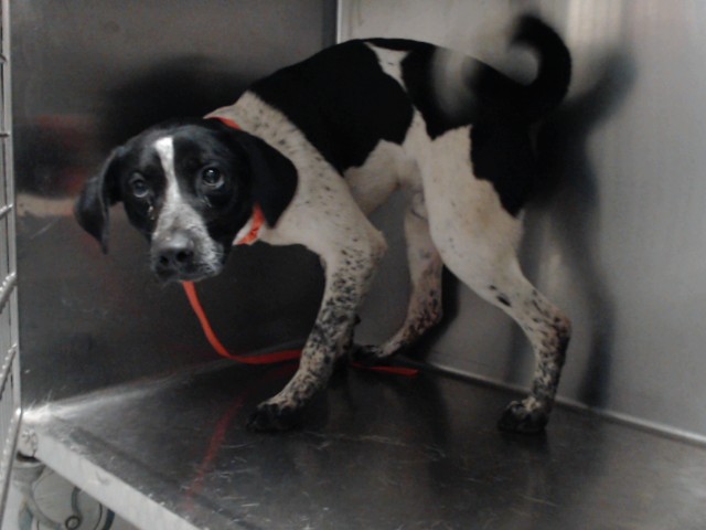Shelter Stray Male Dog last seen Near BLOCK KINCROSS AVE, FAYETTEVILLE NC 28304, 4704 Corporation Dr, Fayetteville, NC 28306, USA