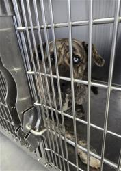 Shelter Stray Male Dog last seen Near BLOCK KINCROSS AVE, FAYETTEVILLE NC 28304, 4704 Corporation Dr, Fayetteville, NC 28306, USA