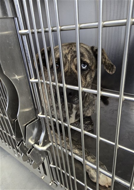 Shelter Stray Male Dog last seen Near BLOCK KINCROSS AVE, FAYETTEVILLE NC 28304, 4704 Corporation Dr, Fayetteville, NC 28306, USA