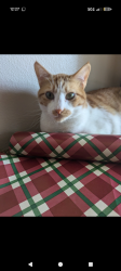 Reunited Male Cat last seen The Landing, Wichita, KS 67226